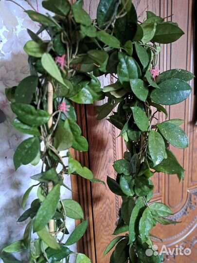 Хойя Карноза