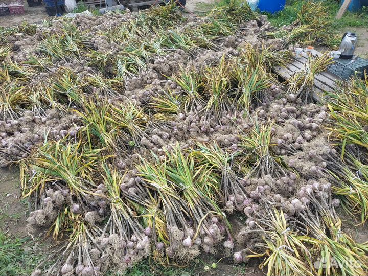 Чеснок любаша. Семена чеснока для посадки, в пищу