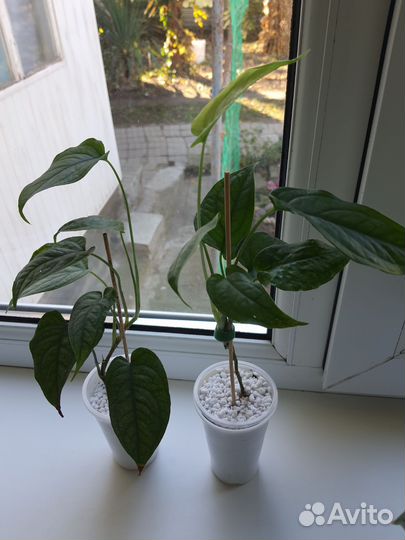 Монстера Сильтепекана эль Сальвадор