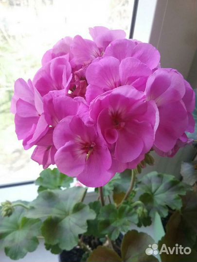 Пеларгония сортовая