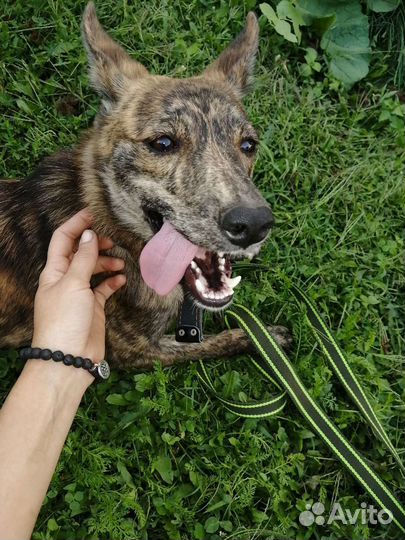 Передержка