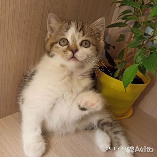 Шотландские котята