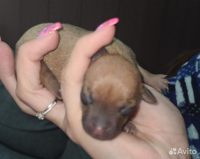 Щенки тойтерьер мини