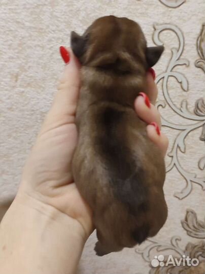Французский бульдог щенки