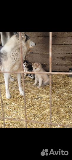 Щенки сибирской хаски