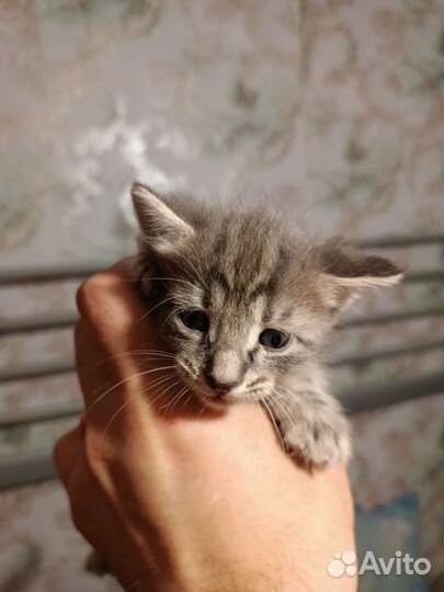 Котята в добрые руки бесплатно коты