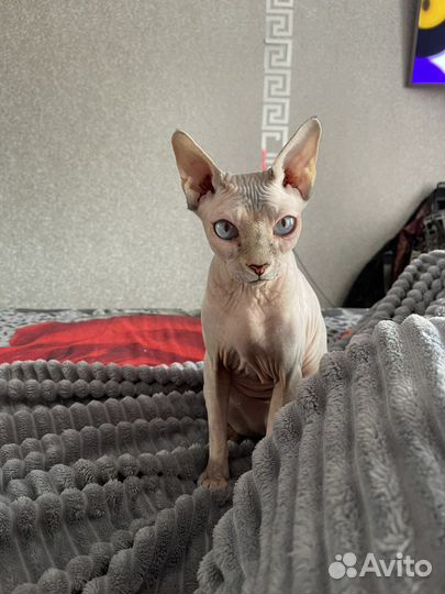 Вязка девочка