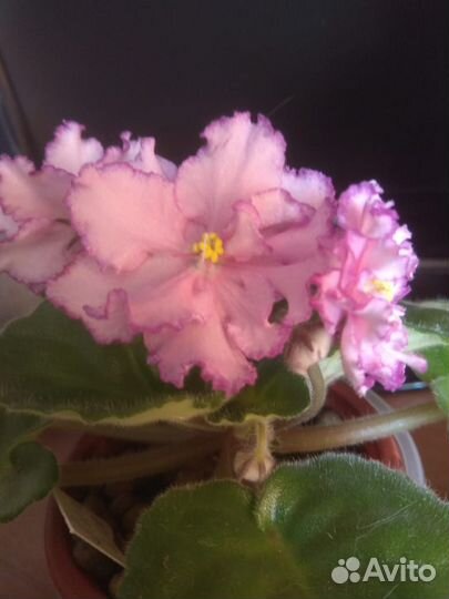 Фиалки сортовые