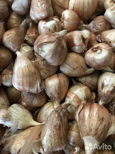 Луковицы фрезии