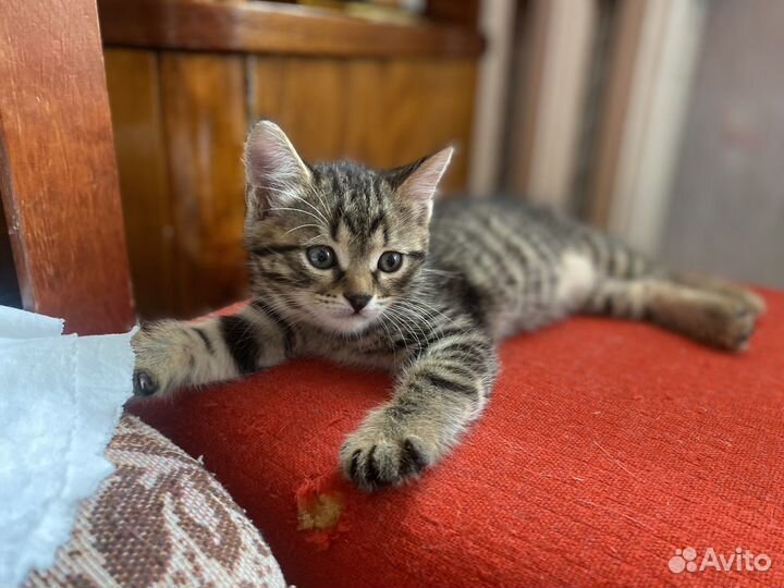 Котята в добрые руки даром