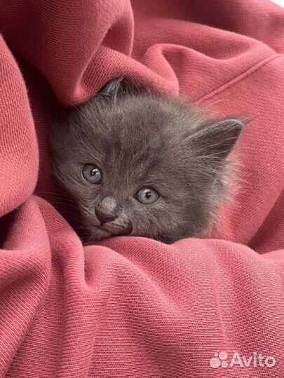 Кошка / Котенок / Бесплатно