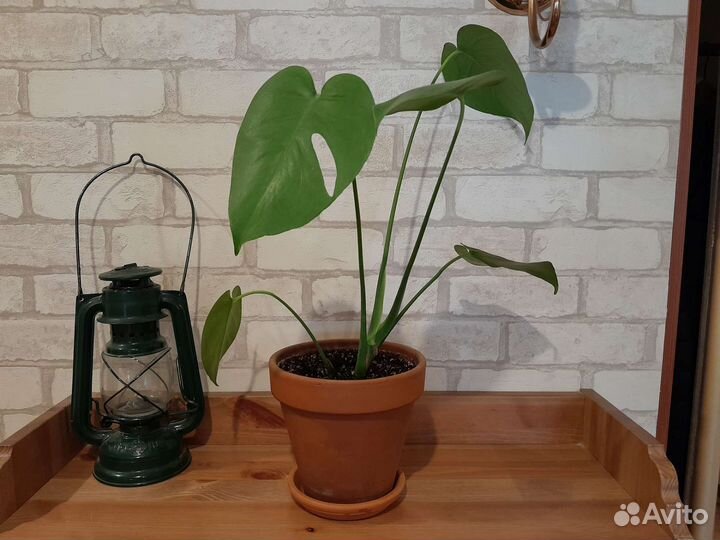 Монстера растение в керамическом горшке