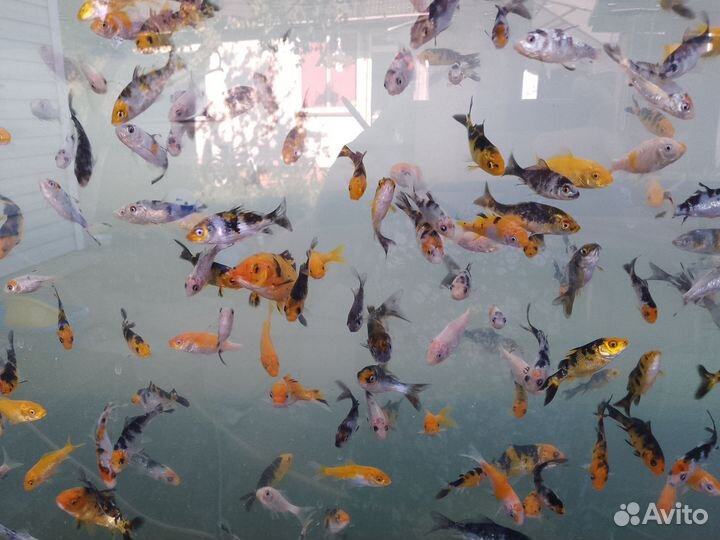 Карп Кои. Малек