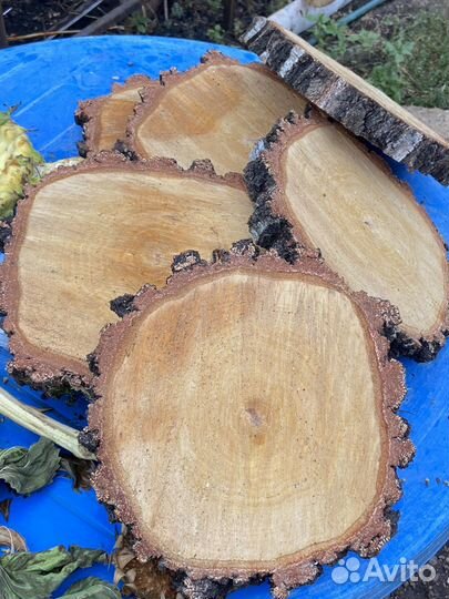 Спилы дерева