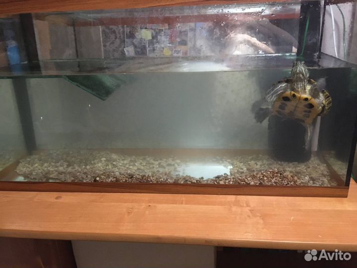 Черепаха с аквариумом