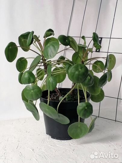 Пилея пеперомиевидная комнатное растение