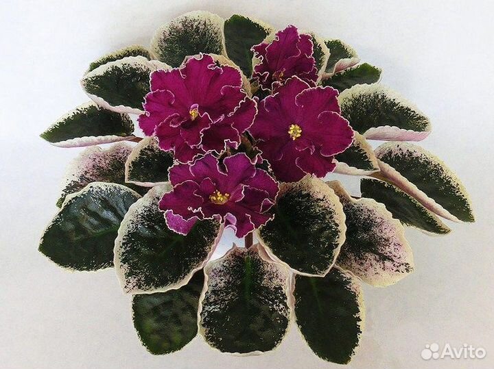 Фиалки сортовые