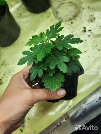 Хризантемы мультифлора