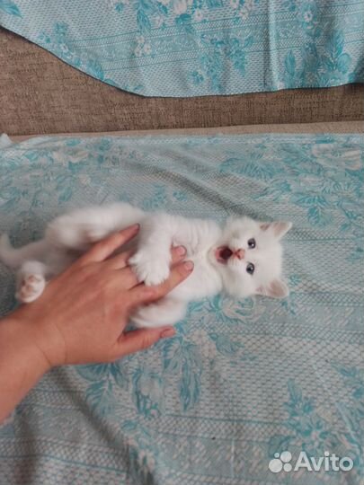 Котята в добрые руки белый котёнок