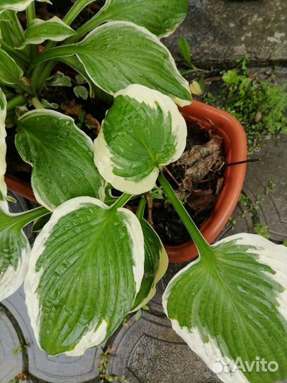 Хоста растение