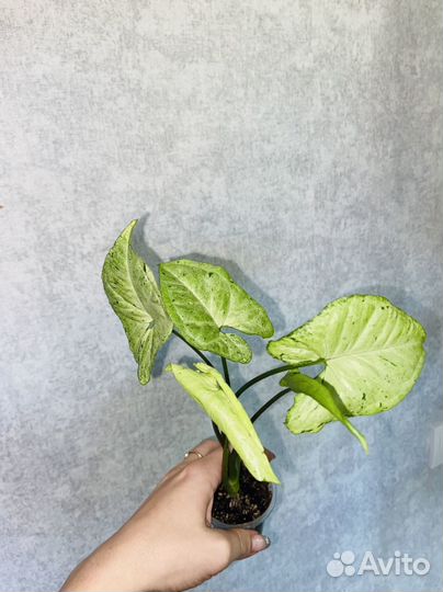 Сингониумы сортовые