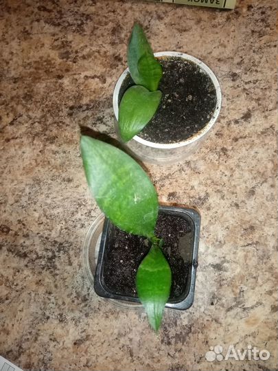 Сансевиерия, щучий хвост