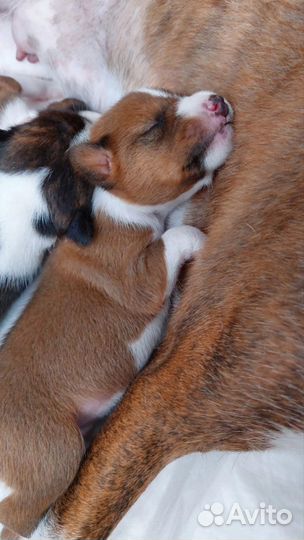 Щенки басенджи