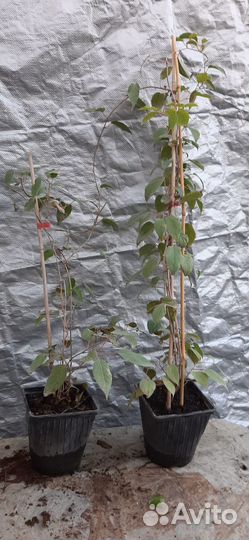 Саженцы актинидии