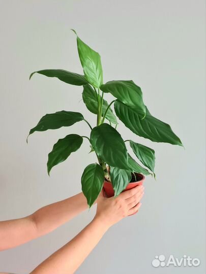 Аглаонема скромная