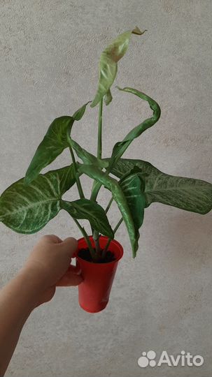 Сингониум конфетти