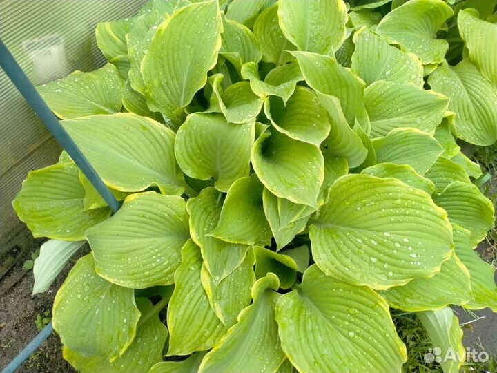 Земляника иХоста