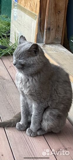 Отдам кота в добрые руки