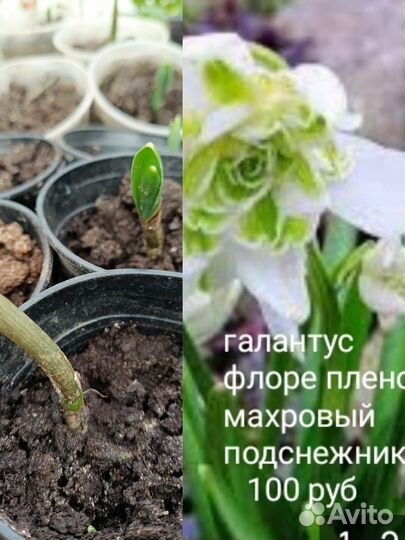 Подснежники