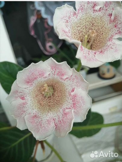 Глоксиния и фиалка