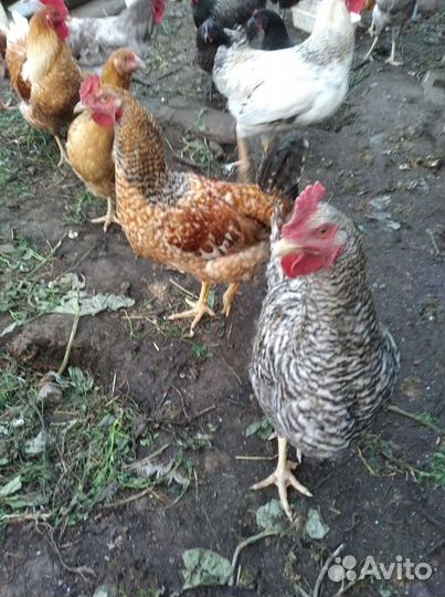 Куры доминант