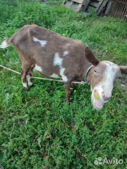 Молодые козы