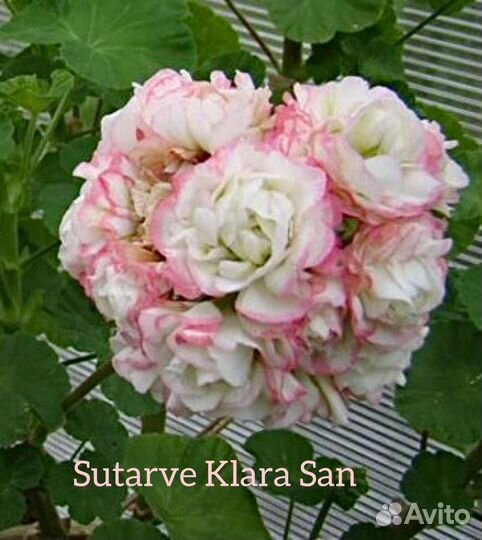 Пеларгония (герань) сортовая