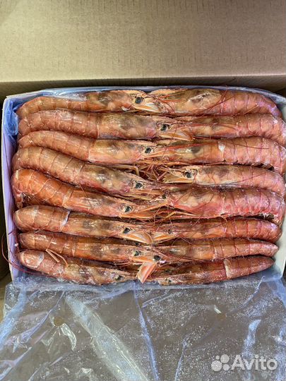 Лангустины крупные