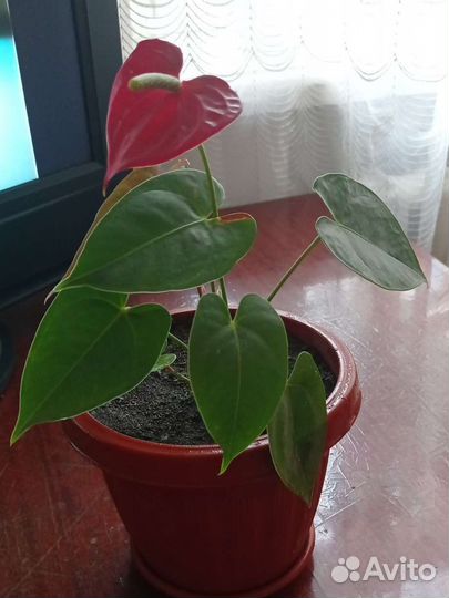 Антуриум мужское счастье цветы