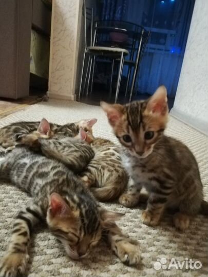 Бенгальская кошка