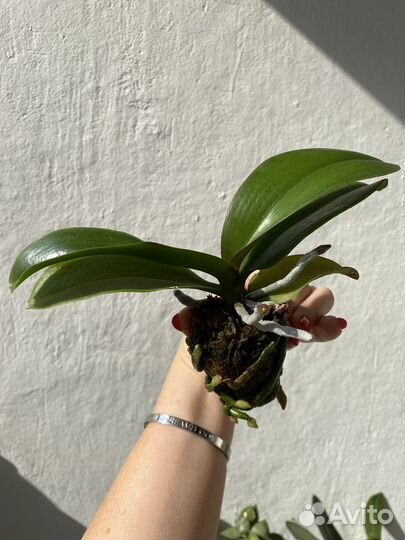 Орхидея биглип