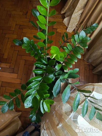 Замиокулькас великолепный, долларовое дерево