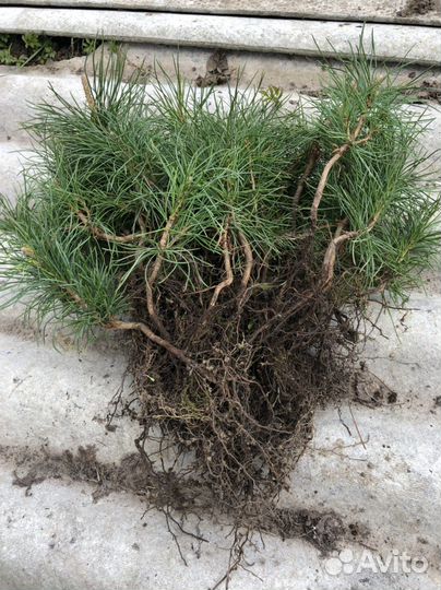 Саженцы кедра