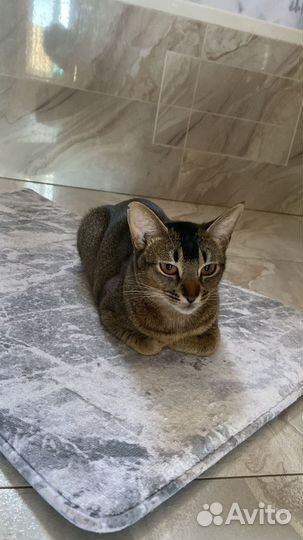 Вязка кошка