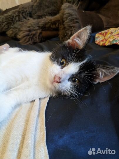 Котята в добрые руки SOS