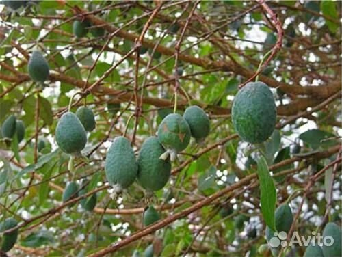 Саженцы фейхоа