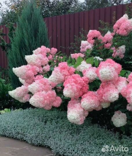 Гортензия Ванила фрайз