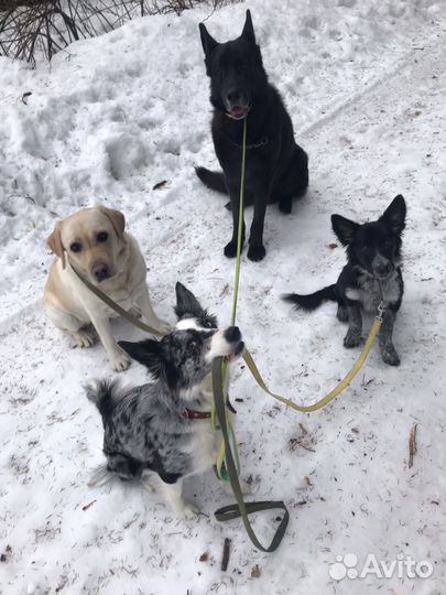 Передержка собак