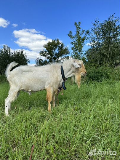 Продается козел