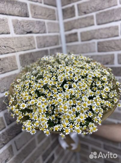 Букет 25 ш рамашка